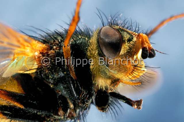 Tachina fera.JPG - in "Portraits d'insectes" ed. SeuilTachina feraEchinomyie sauvageTachinid flyDiptera TachinidaeFrance